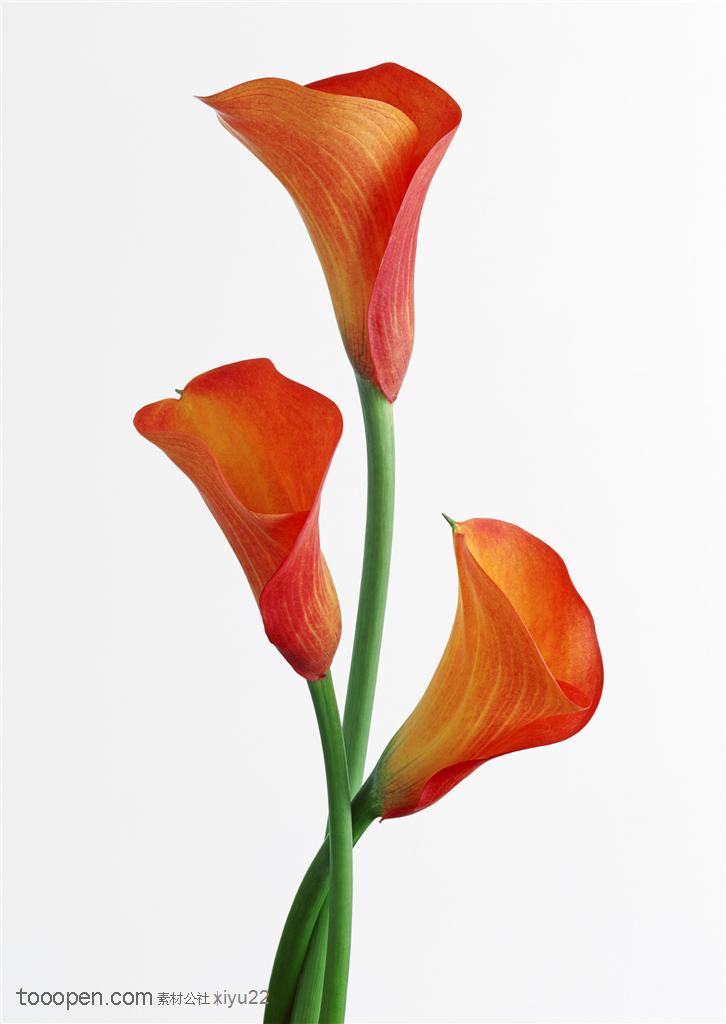 花卉物语-三朵红色的鲜花