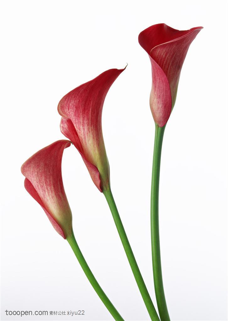 花卉物语-三朵红色鲜花侧面