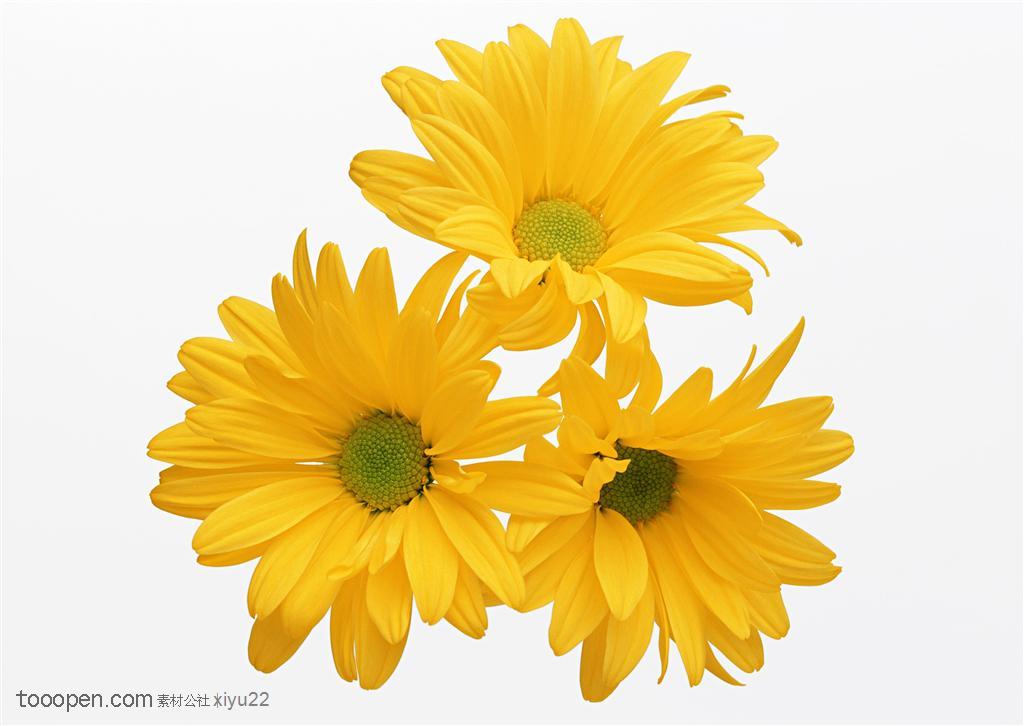 花卉物语-三朵漂亮的黄色菊花