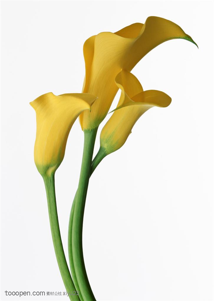 花卉物语-三朵黄色的鲜花