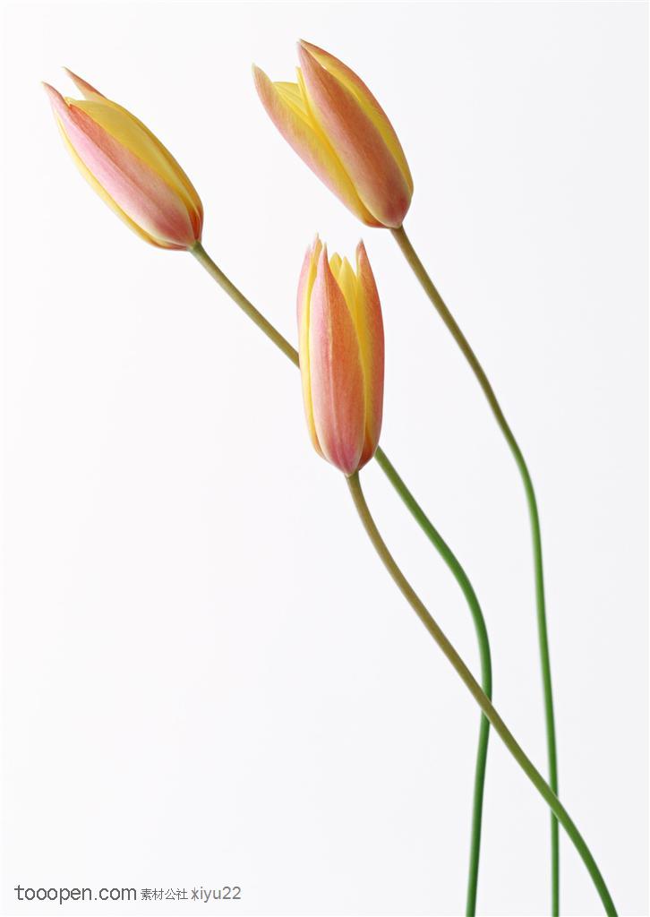 花卉物语-三朵漂亮的郁金香