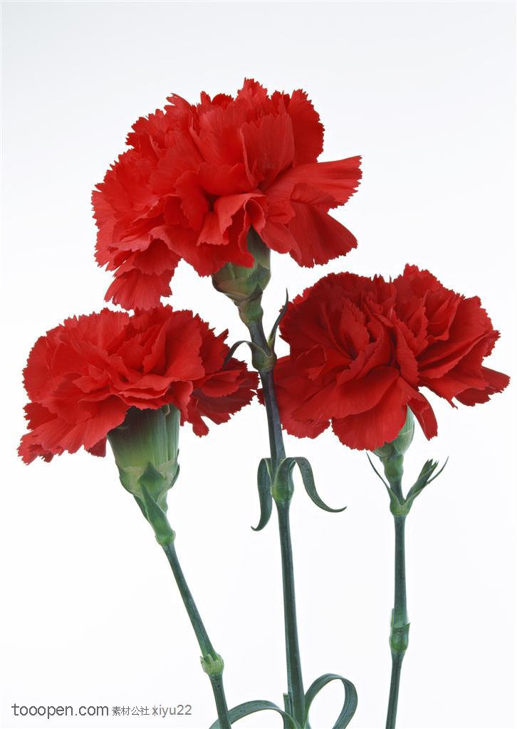 花卉物语-三只红色的康乃馨
