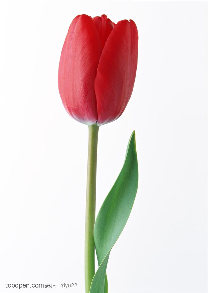 花卉物语-一支红色的郁金香