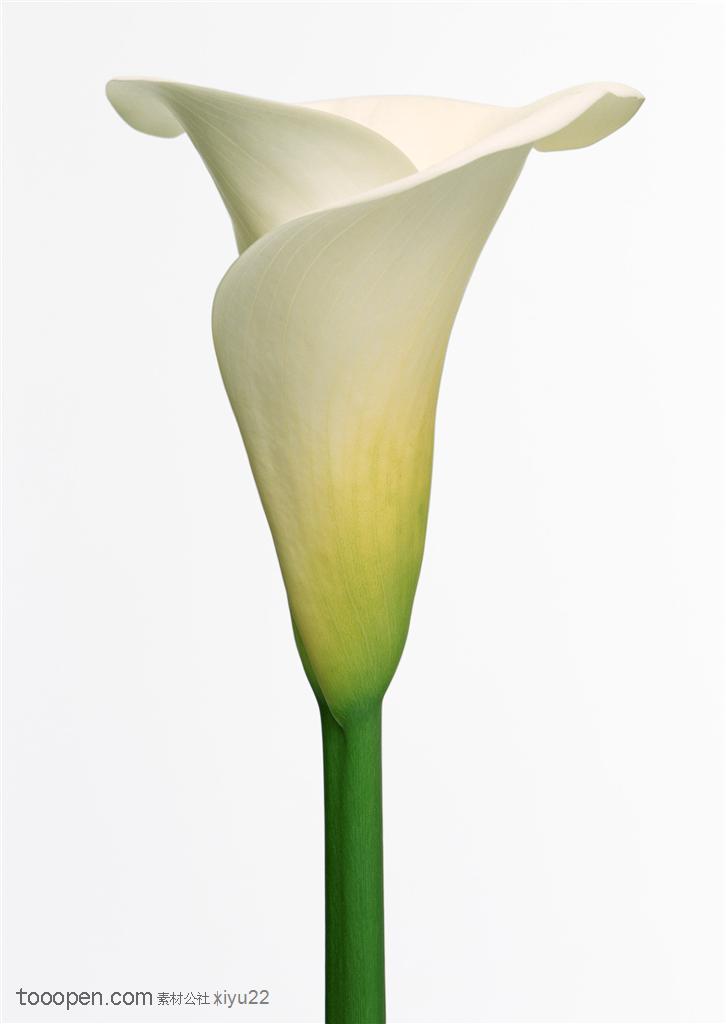 花卉物语-一朵白色的马蹄莲
