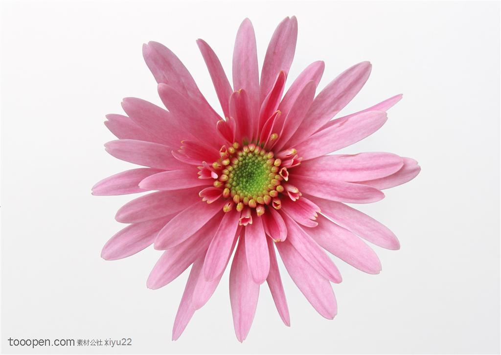 花卉物语-一朵粉色菊花