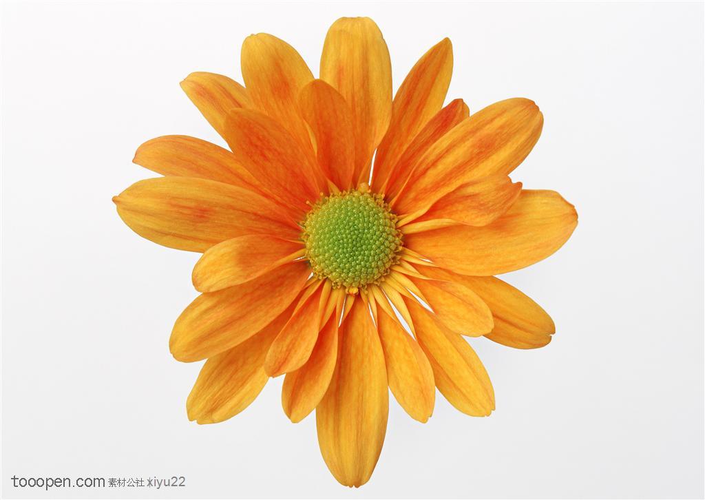 花卉物语-一朵黄色的太阳花
