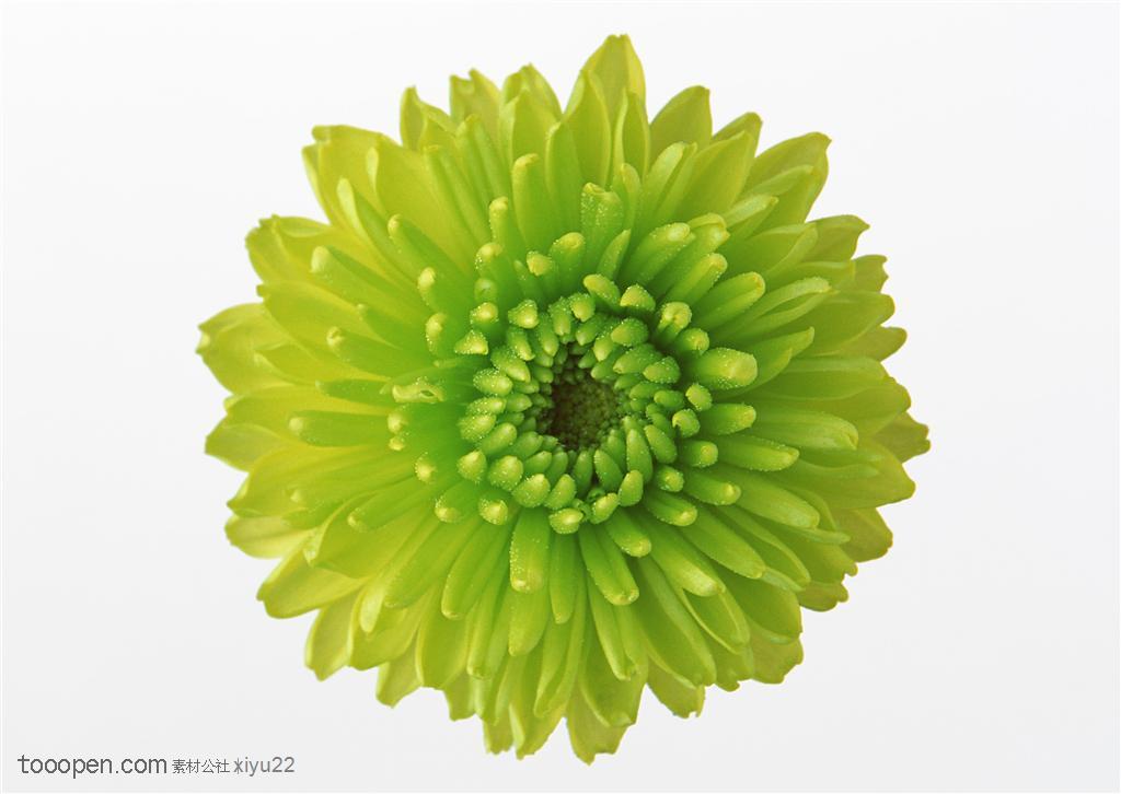 花卉物语-一朵绿色菊花