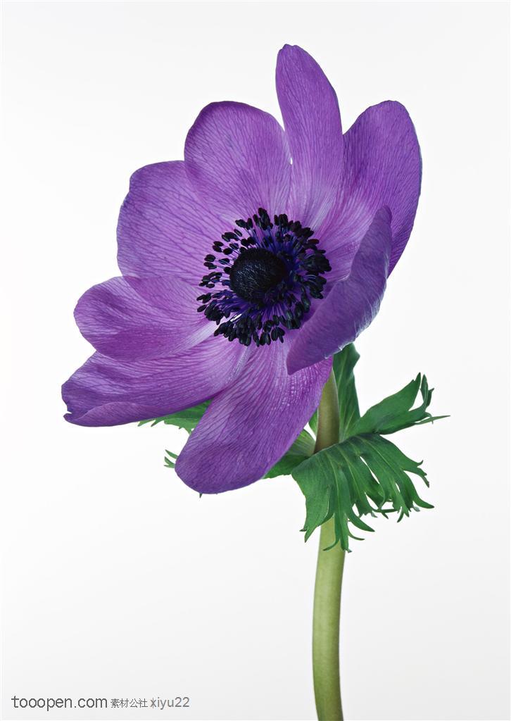 花卉物语-紫色的鲜花
