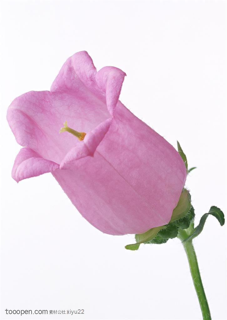 花卉物语-紫色的灯笼花