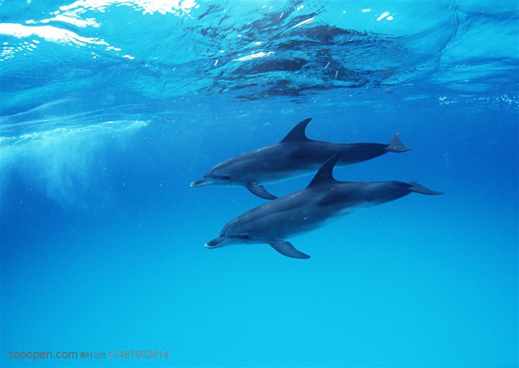 海洋生物-在蓝色的海洋里并排游行的两只海豚