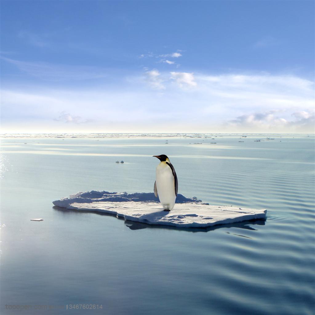 站在海洋中间冰块上的一只企鹅