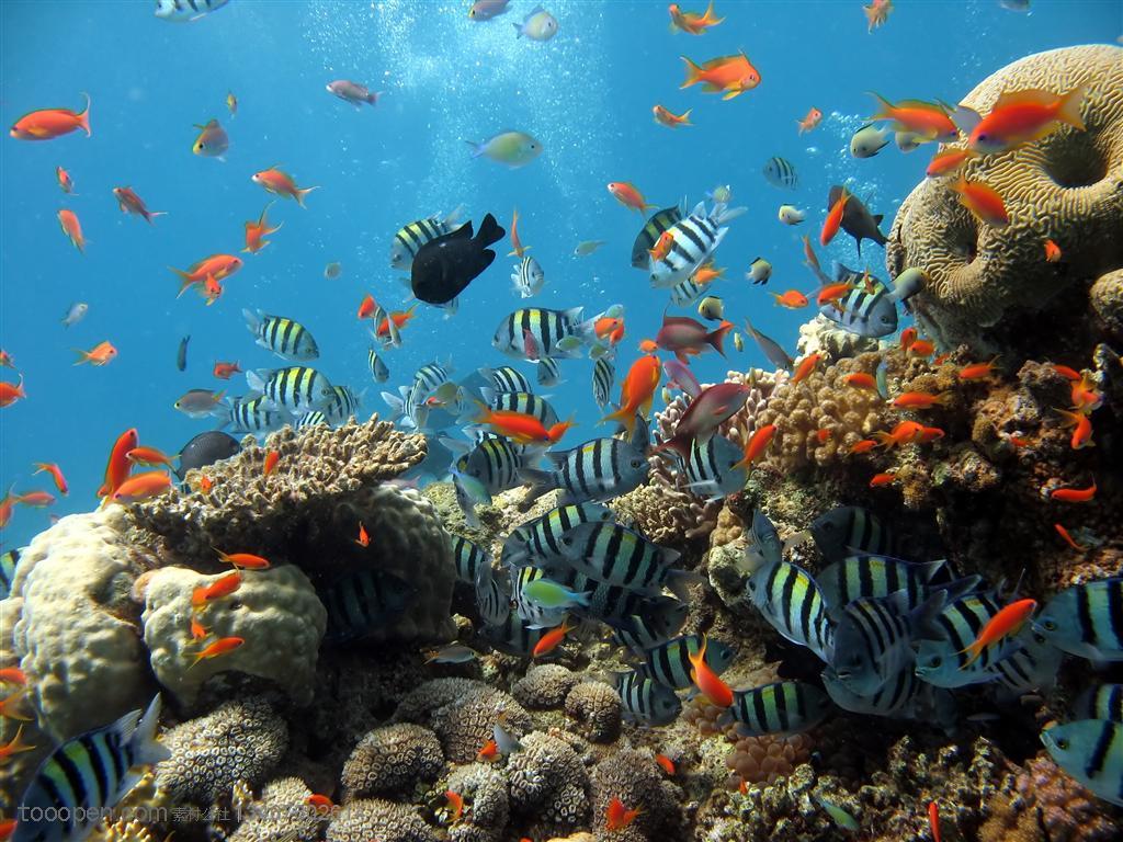 珊瑚礁上游动着各种彩色的鱼