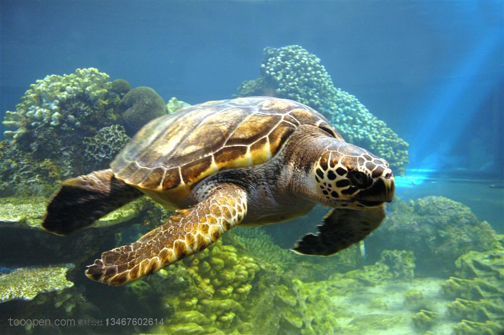 在海底珊瑚礁边上游动的海龟特写