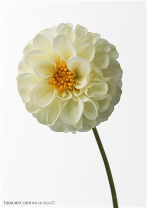 花卉物语-白色的太阳花