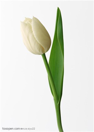 花卉物语-白色的郁金香