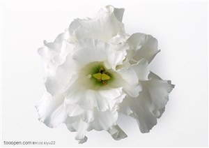 花卉物语-白色的栀子花