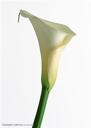 花卉物语-白色马蹄莲花侧面