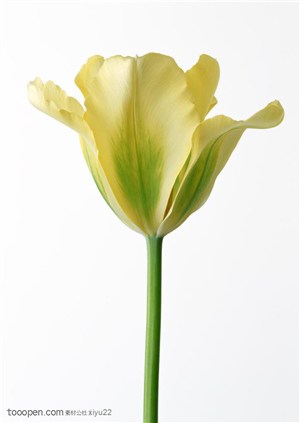 花卉物语-草绿色的郁金香