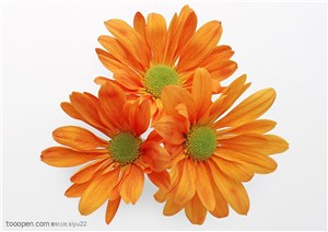 花卉物语-橙色的太阳花