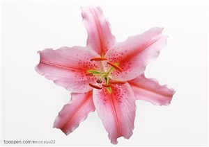 花卉物语-粉色的百合花