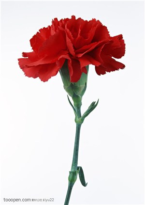 花卉物语-红色的康乃馨侧面