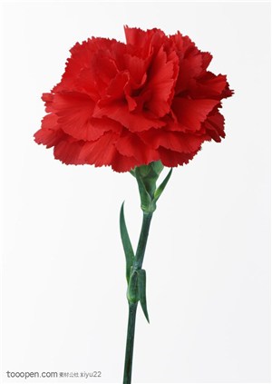花卉物语-红色的康乃馨