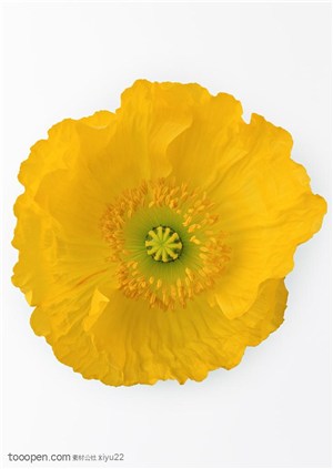 花卉物语-黄色的牡丹花