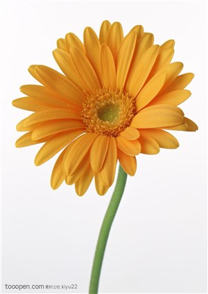 花卉物语-黄色的太阳花