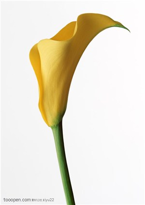 花卉物语-黄色的鲜花