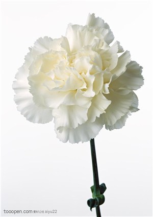 花卉物语-洁白的康乃馨
