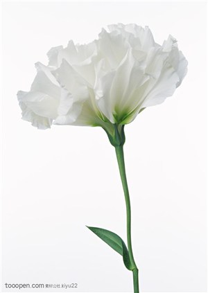 花卉物语-洁白的康乃馨