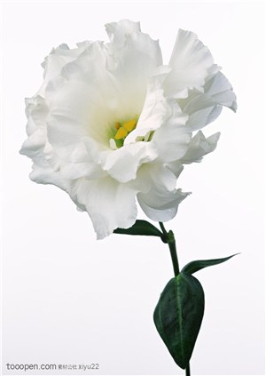 花卉物语-康乃馨的正面