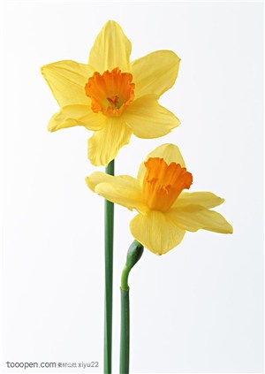花卉物语-两朵黄色的水仙花