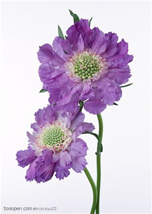 花卉物语-两朵漂亮的紫色花朵