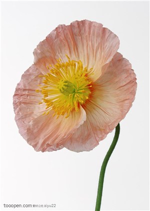 花卉物语-漂亮的三叶堇