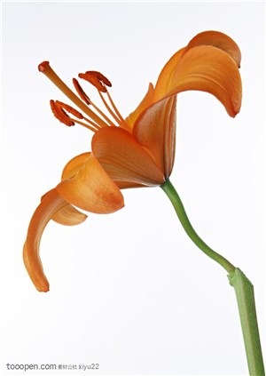 花卉物语-漂亮的百合花侧面素材