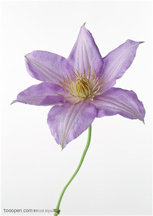 花卉物语-漂亮的紫色百合