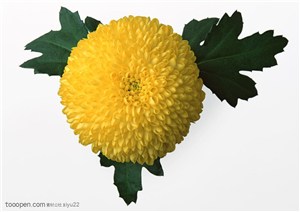 花卉物语-漂亮的圆形黄色菊花