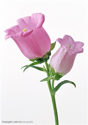 花卉物语-浅紫色的灯笼花