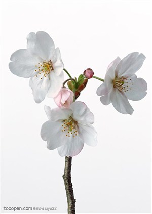 花卉物语-三朵漂亮的梨花
