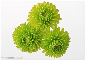 花卉物语-三朵绿色的菊花
