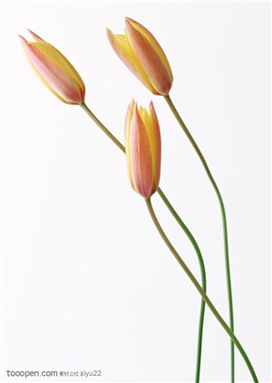 花卉物语-三朵漂亮的郁金香