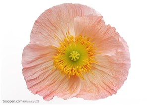 花卉物语-盛开的粉色三叶堇