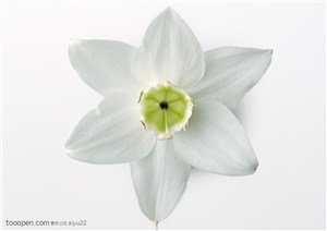 花卉物语-盛开的白色花朵