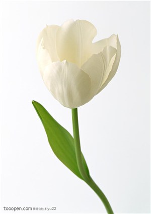 花卉物语-盛开的白色郁金香