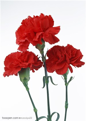 花卉物语-三只红色的康乃馨