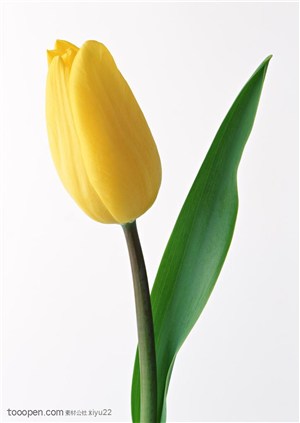花卉物语-盛开的黄色郁金香