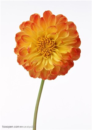 花卉物语-双色的太阳花