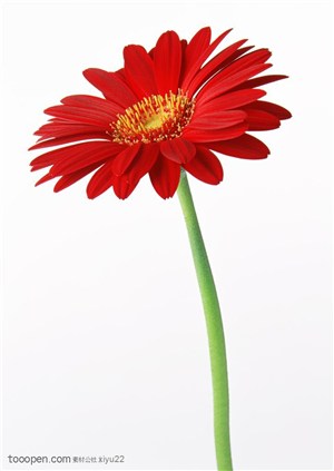 花卉物语-盛开的红色太阳菊花