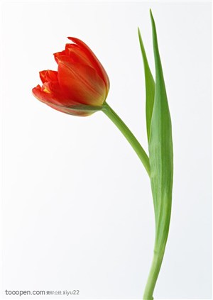 花卉物语-弯曲的红色郁金香